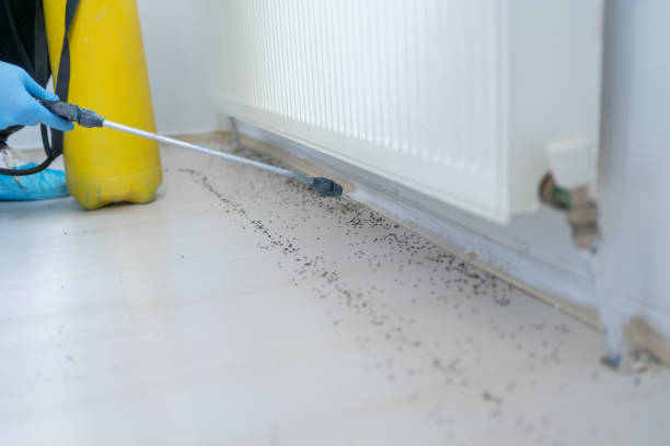 Best Pest Prevention Services  in USA